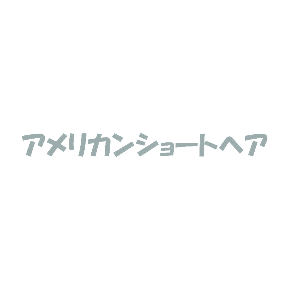 アメリカンショートヘア 10