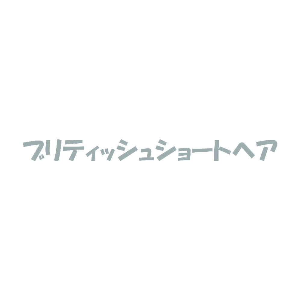 ブリティッシュショートヘア 10