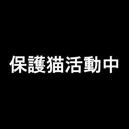 保護猫活動中 7