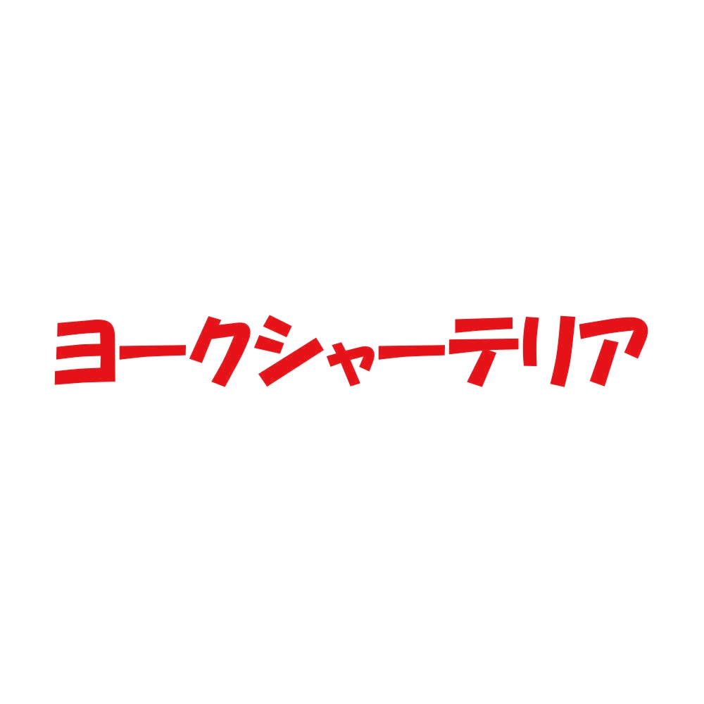 ヨークシャーテリア 8