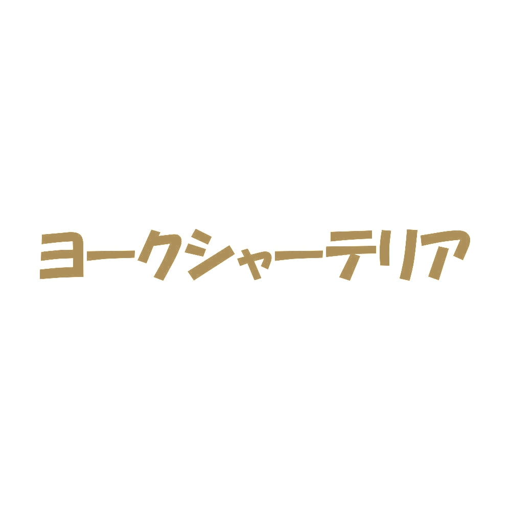 ヨークシャーテリア 9