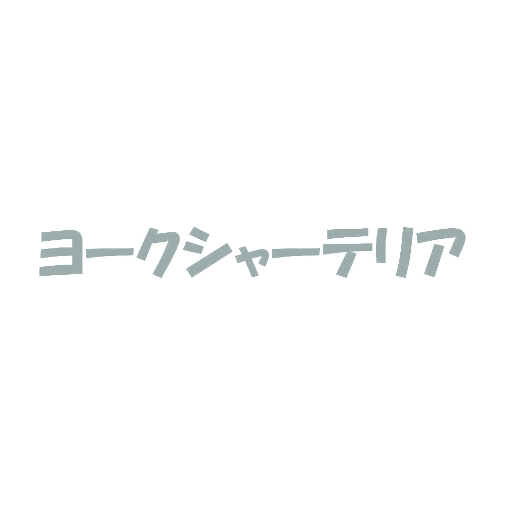 ヨークシャーテリア 10