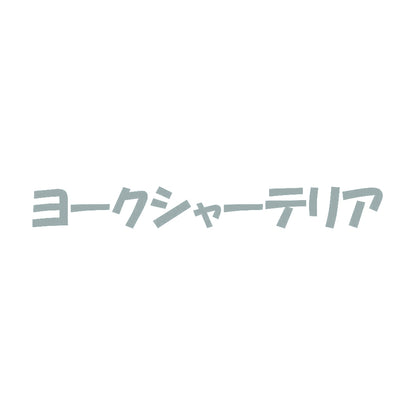 ヨークシャーテリア 10