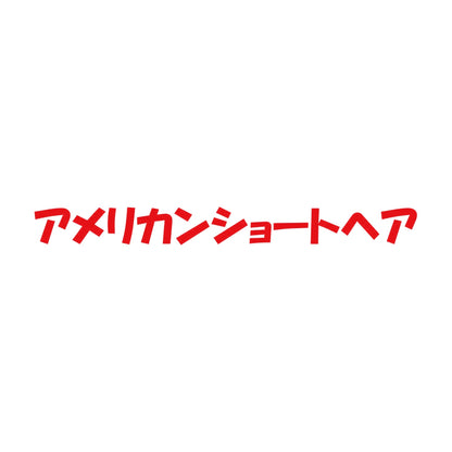 アメリカンショートヘア 8