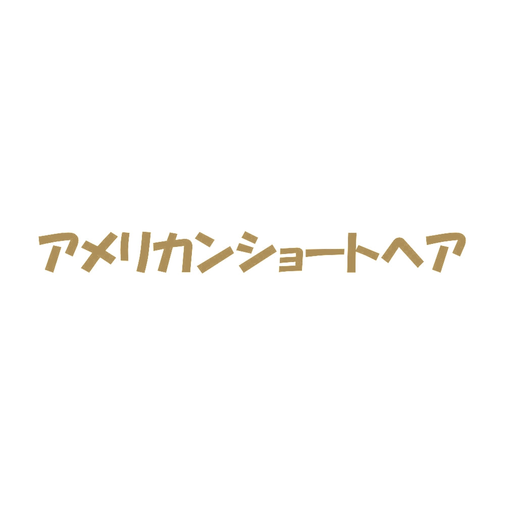アメリカンショートヘア 9