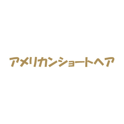 アメリカンショートヘア 9
