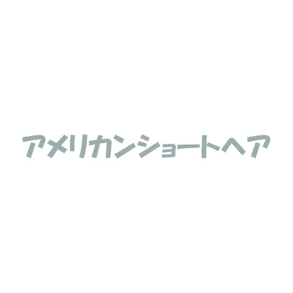アメリカンショートヘア 10