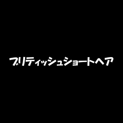 ブリティッシュショートヘア 7