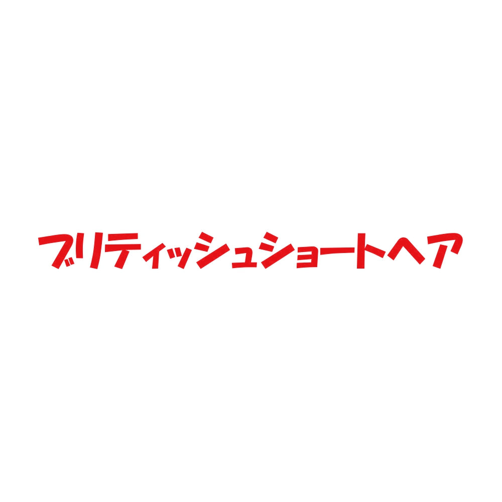 ブリティッシュショートヘア 8