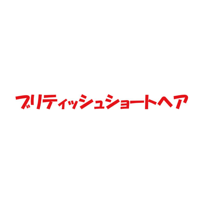 ブリティッシュショートヘア 8
