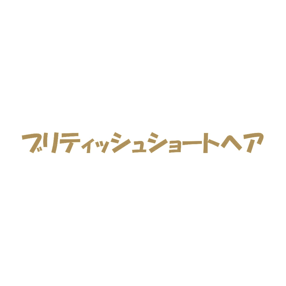 ブリティッシュショートヘア 9