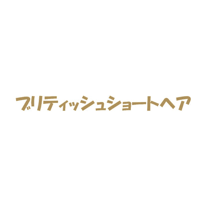 ブリティッシュショートヘア 9