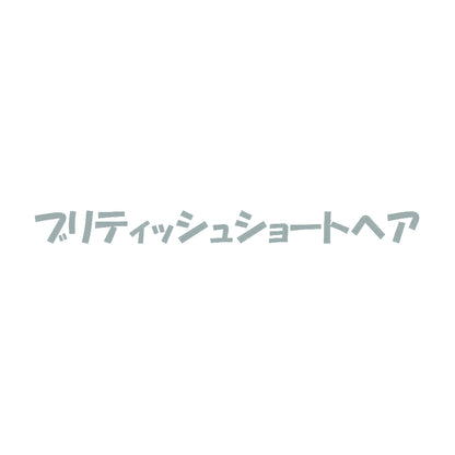 ブリティッシュショートヘア 10