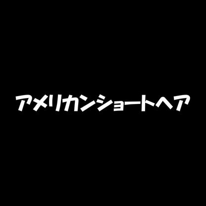 アメリカンショートヘア