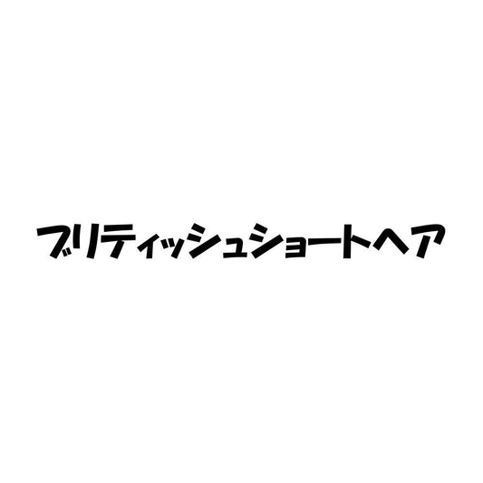 ブリティッシュショートヘア